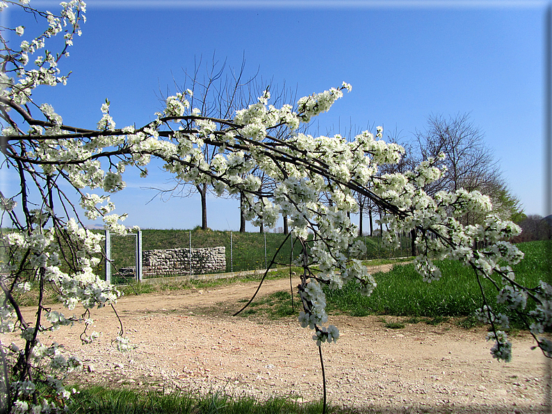 foto Ciliegi in fiore tra i Colli Asolani